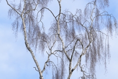 20170119-33
